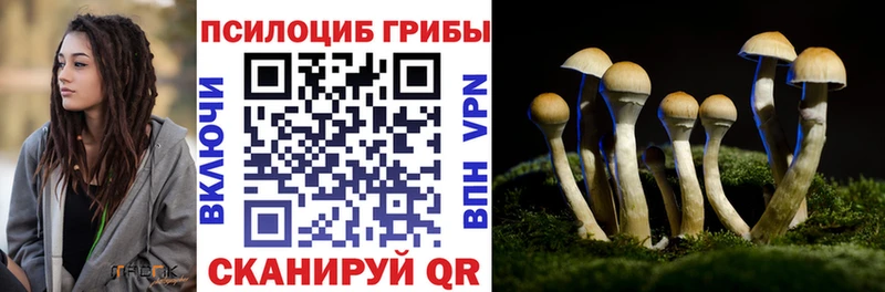 Псилоцибиновые грибы Psilocybine cubensis  Абакан 